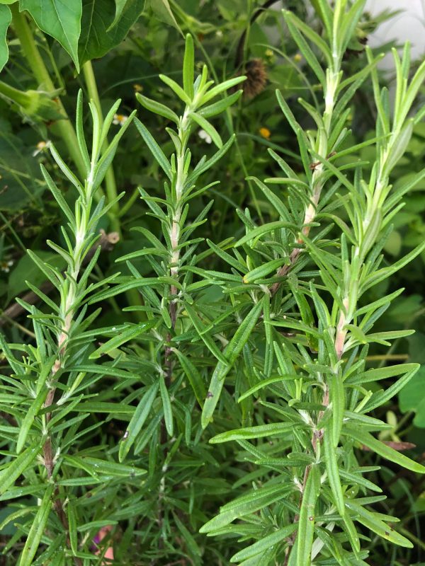 Rosemary Herb Seeds For Cheap