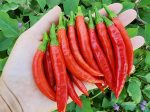 RARE Mathania Chili Pepper For Cheap