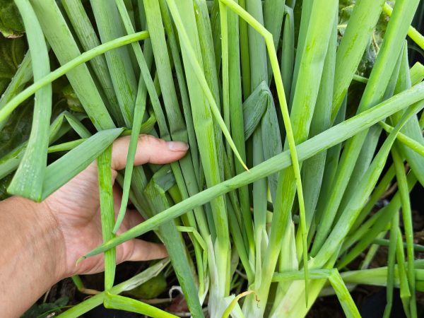 Green Bunching Onions on Sale