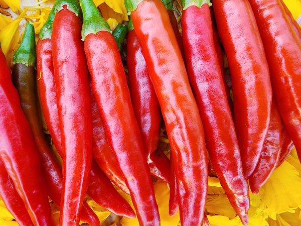 RARE Mathania Chili Pepper For Cheap