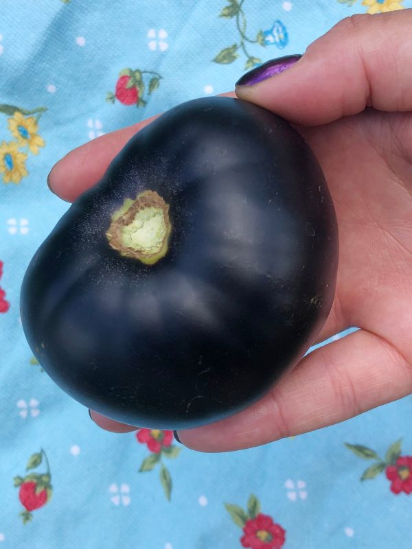 Black Beauty Tomato Online