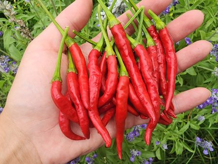 Italian Cigarette Hot Pepper Seeds Hot on Sale