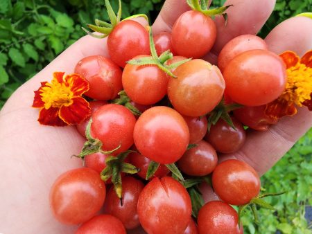 Everglades Tomato Seeds Online now