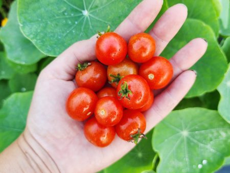 Tiny Tim Micro Dwarf Cherry Tomato Seeds For Cheap