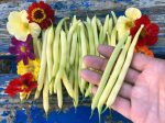 Golden Wax Bush Bean Seeds For Discount