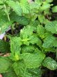 Common Mint or Spearmint Herb Seeds Online Hot Sale