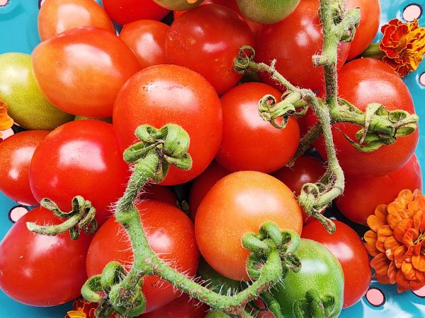 A Grappoli D Inverno Tomato Seeds Online Hot Sale