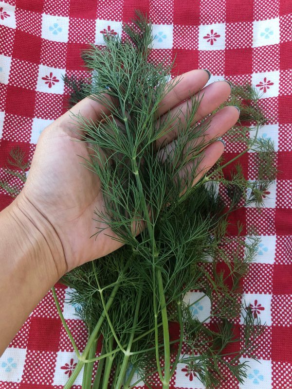 Mammoth Dill Herb Seeds Cheap