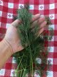 Mammoth Dill Herb Seeds Cheap