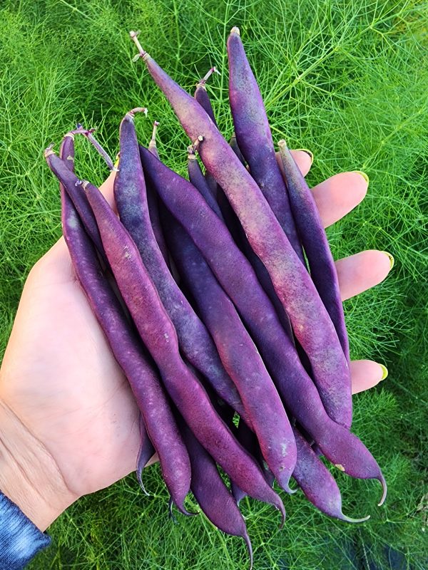 Purple Podded Pole Bean Seeds Fashion