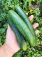 Beit Alpha Cucumber Online now