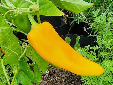 Golden Marconi Italian Sweet Pepper Seeds on Sale