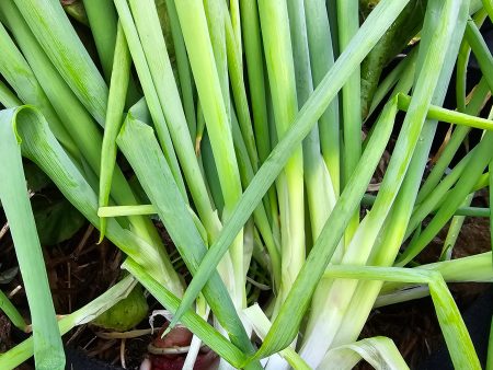 Green Bunching Onions on Sale