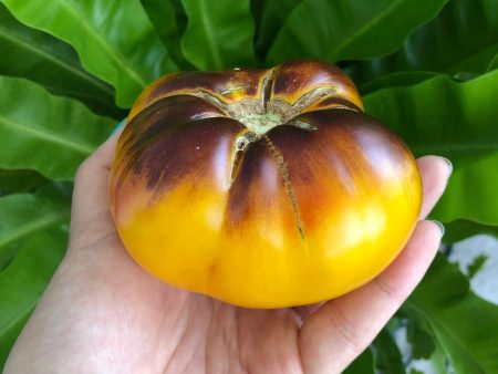 Lucid Gem Tomato Sale