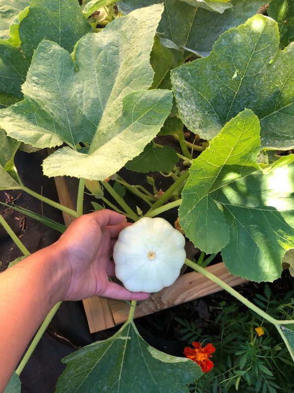 Early White Patty Pan Squash Online now