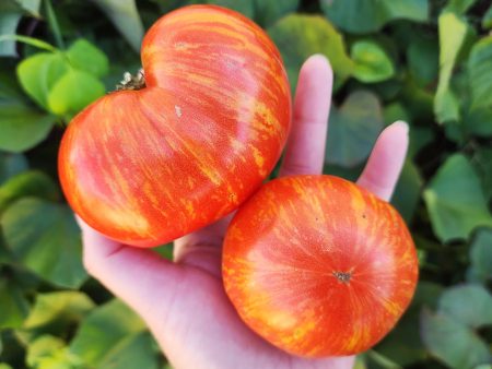 Dwarf Beauty King Beefsteak Tomato Seeds Discount