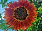 Red Sun Sunflower Cheap