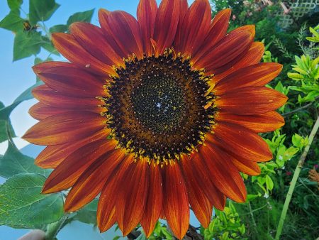 Red Sun Sunflower Cheap