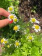 German Chamomile For Sale