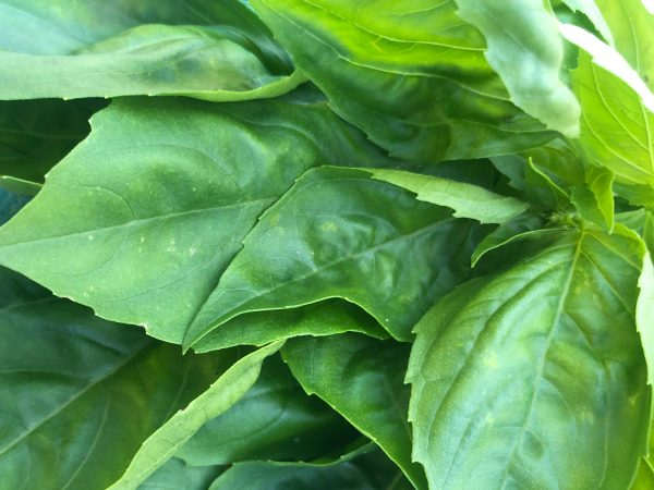 Italian Large Leaf Sweet Basil For Sale