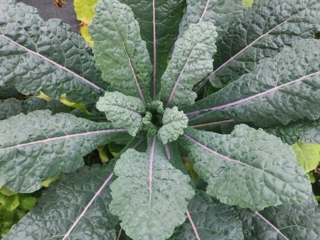 Dazzling Blue Kale Seeds Online Hot Sale