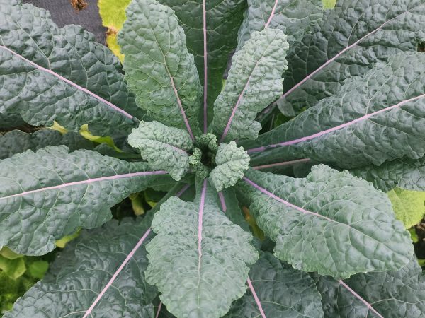 Dazzling Blue Kale Seeds Online Hot Sale