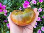 Cherokee Purple Tomato For Cheap