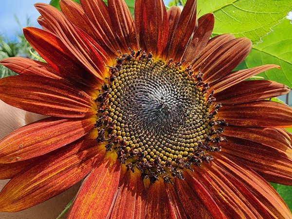 Red Sun Sunflower Cheap