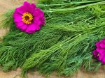 Mammoth Dill Herb Seeds Cheap