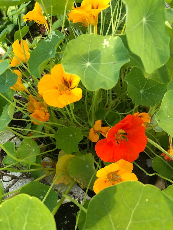 Jewel Mix Nasturtiums Flower Seeds Hot on Sale