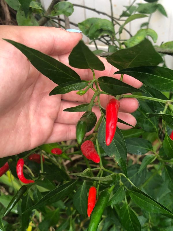 Thai Red Chili Hot Pepper For Cheap