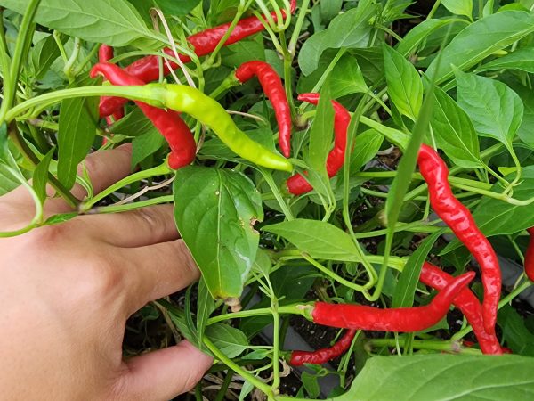 Italian Cigarette Hot Pepper Seeds Hot on Sale