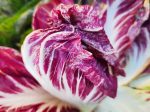 Palla Rosa Radicchio Seeds Online Hot Sale