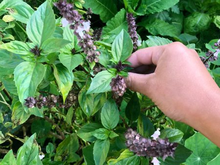 Thai Sweet Basil For Sale