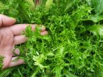 Frisse Endive Greens Seeds For Cheap