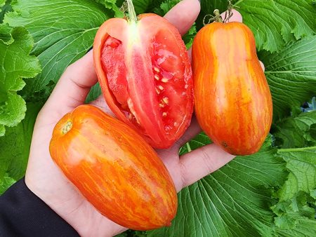 Speckled Roman Tomato Seeds Supply