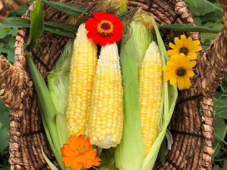 Golden Bantam Sweet Corn Seeds Discount