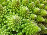 Romanesco Broccoli Seeds Fashion