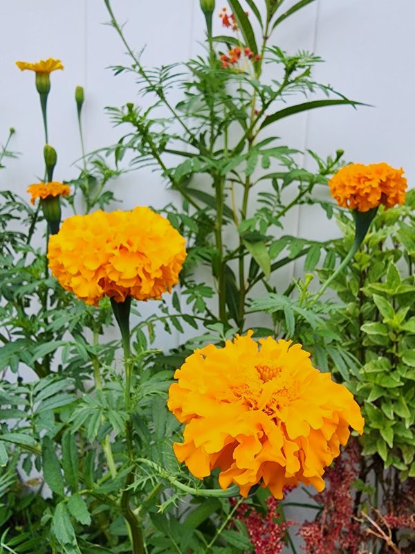 Crackerjack Large Marigold Fashion