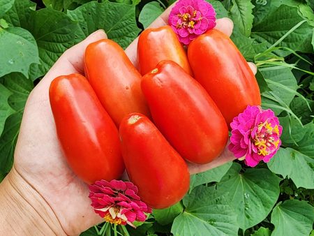 Ten Fingers Of Naples Tomato Seeds Sale