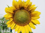 Dwarf Sunspot Sunflower Seeds Hot on Sale