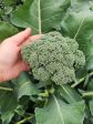 Di Cicco Broccoli Seeds For Cheap