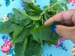 Italian Large Leaf Sweet Basil For Sale