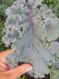 Scarlet Kale For Discount