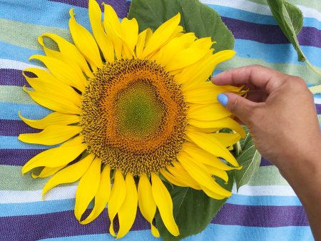 Mammoth Sunflower Seeds on Sale