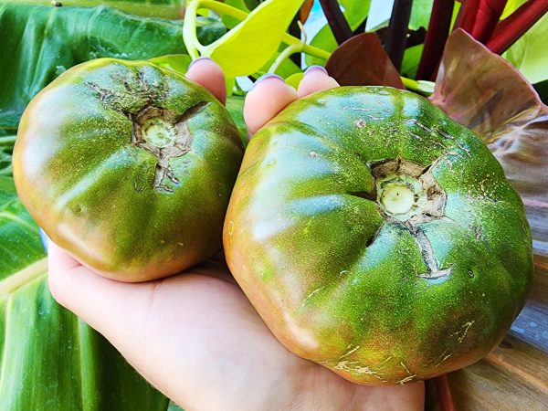 Black Krim Tomato Supply