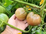 Black Sea Man Tomato Seeds Online Hot Sale