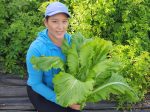 Michihili Napa Cabbage Seeds on Sale