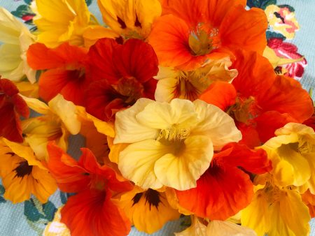 Jewel Mix Nasturtiums Flower Seeds Hot on Sale