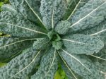 Black Magic Kale Seeds on Sale